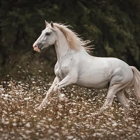 Δωμάτια σε οικογενειακή κατοικία Communication Cheval *